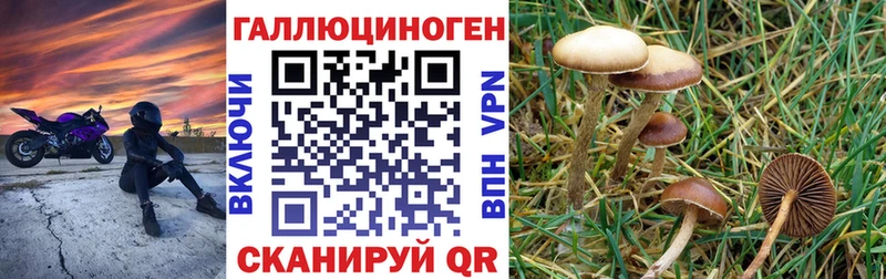 Купить закладки  Инза  Псилоцибиновые грибы Psilocybe 
